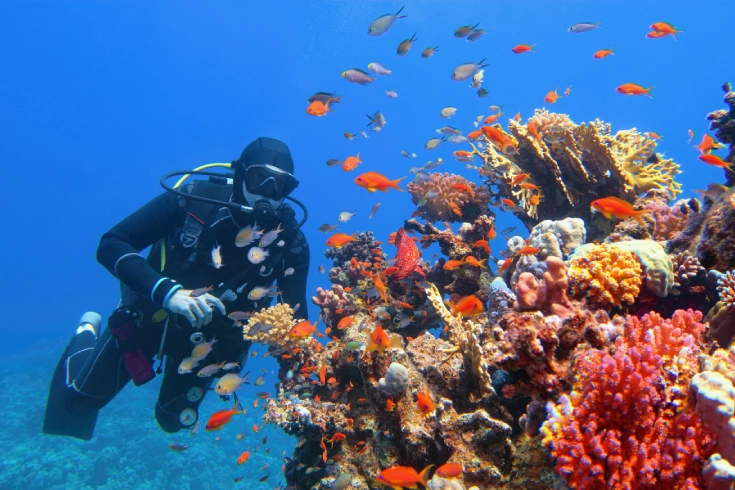 Scuba diver underwater with colourful coral and a school of small orange fish