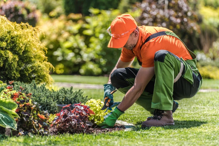 An image of a gardener using shears to trim plants
