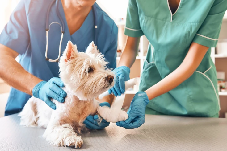 A vet and vet nurse treat a dog with the costs covered by accident-only pet insurance