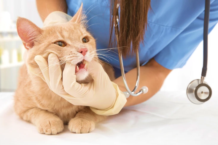 A pet owner uses their pet insurance with dental cover to have their cat’s teeth checked by a vet