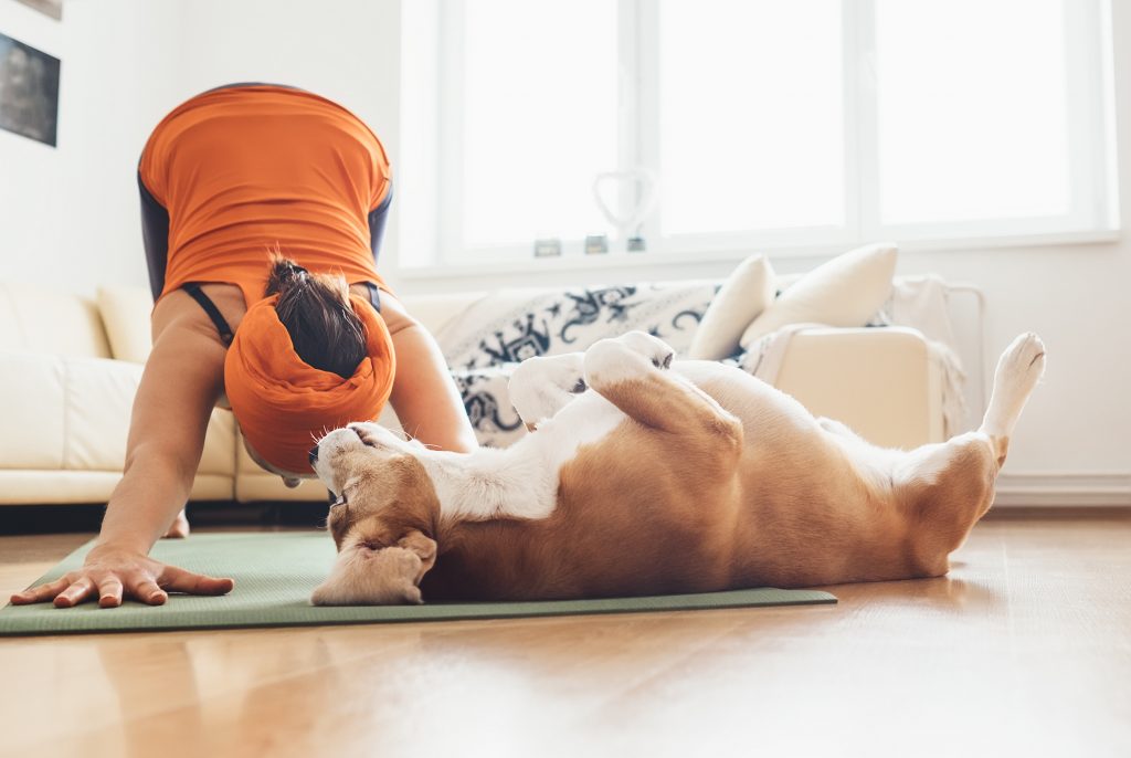 A dog owner practices yoga with their dog