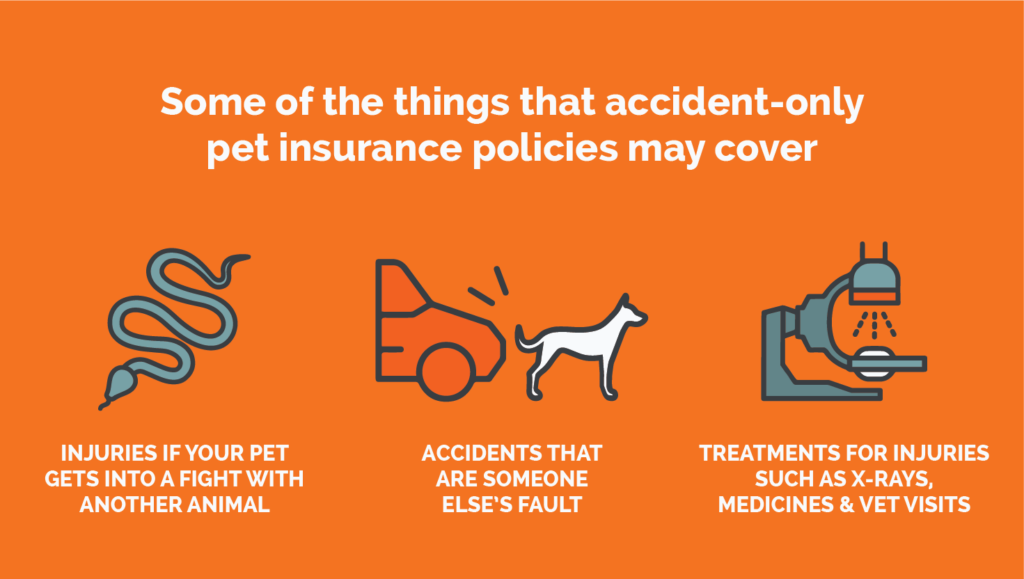 accident only pet insurance infographic