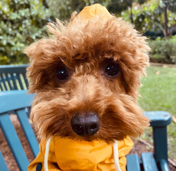Herbie the dog with his raincoat on